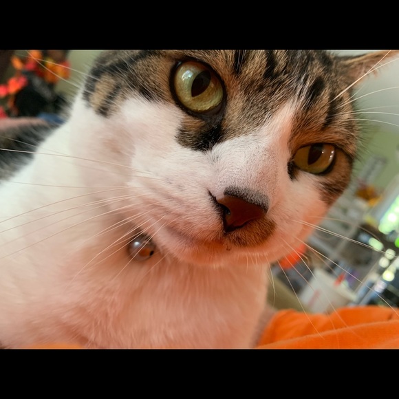 Meet your Posher, Alysa - Picture 5 of 9